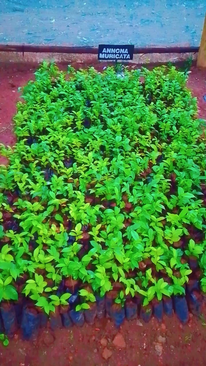 Annona muricata seedlings raised at a Nehemiah Initiative nursery